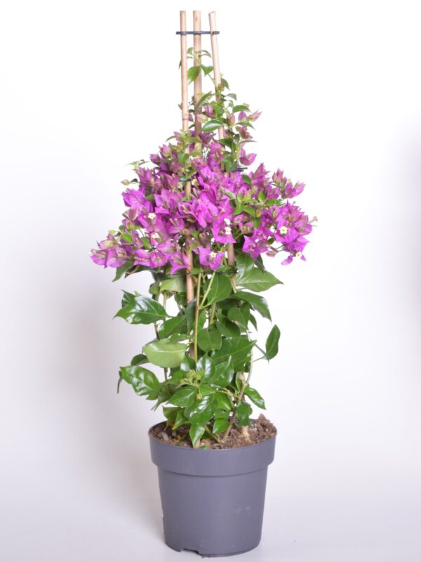 Bugenvillea P19 toestatud