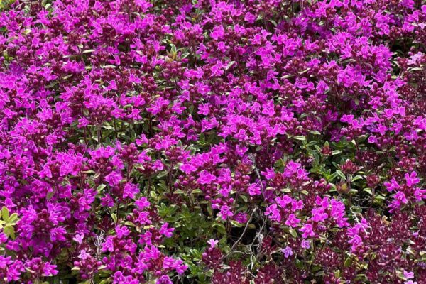 Varane liivatee 'Coccineus' P14 Eestis kasvatatud