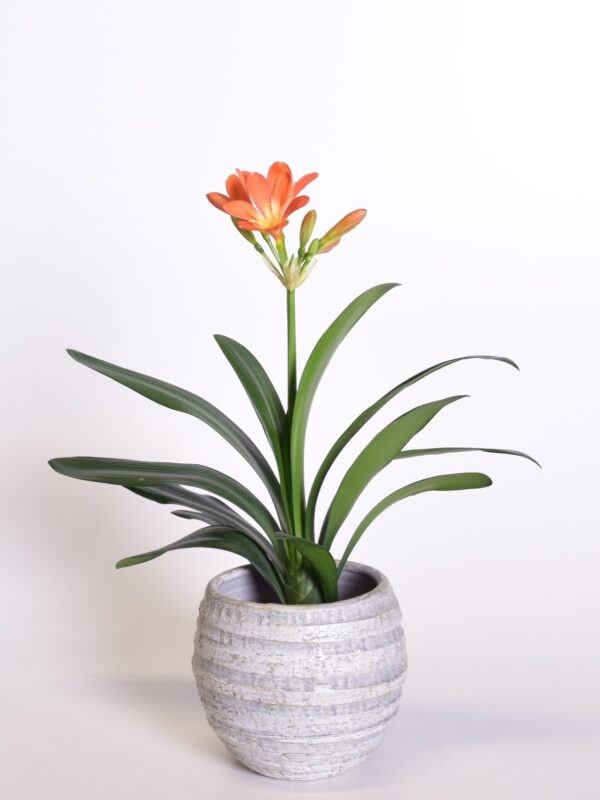 Mattpunane kliivia P13 20cm