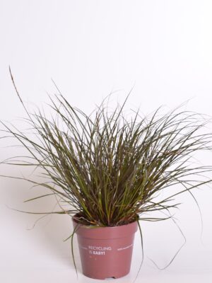 Punane takerrohi P17