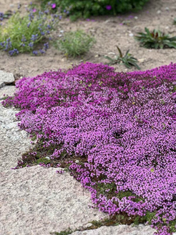 Varane liivatee 'Coccineus' P14 Eestis kasvatatud