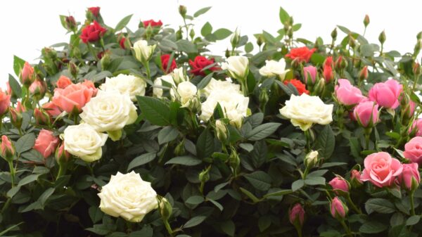 Potiroos P21 erinevad