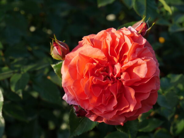 Roniroos 'Naranga' P21 Eestis kasvatatud