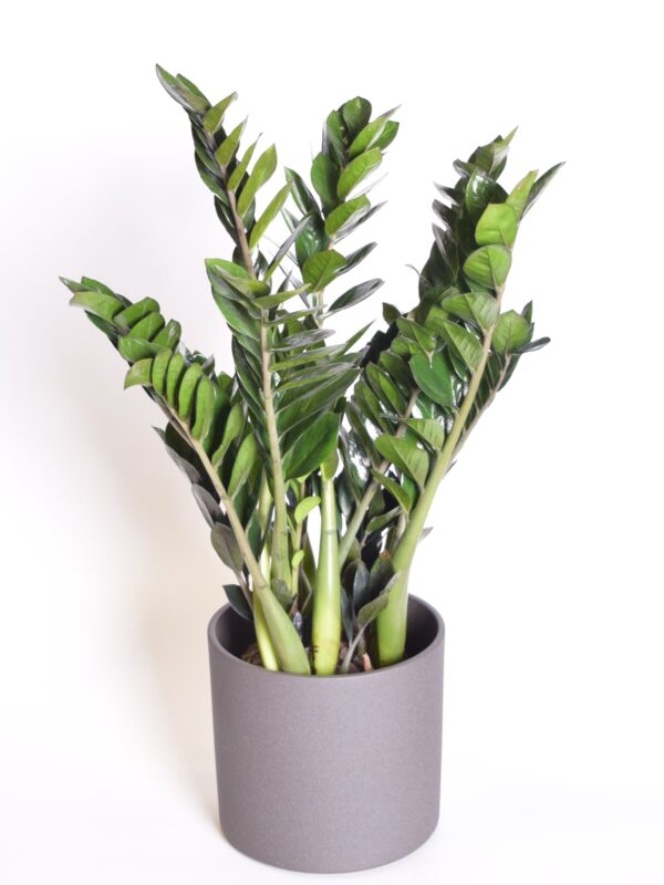 Sulgvõhk 'Super Nova' P21 50cm