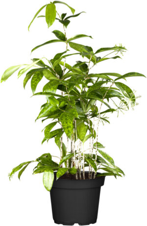 Täpik-draakonipuu ‘Florida Beauty’ P12