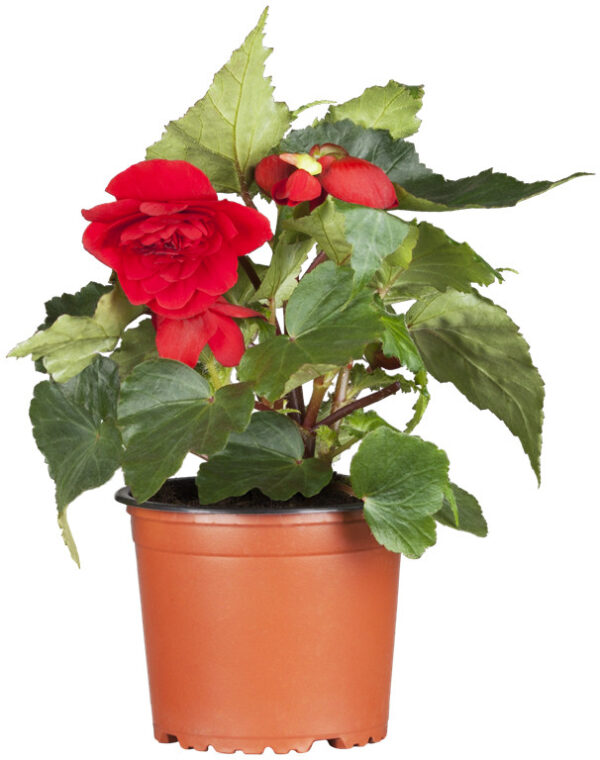 Mugulbegoonia P12 erinevad