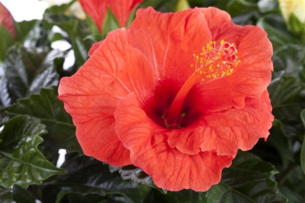 Rooshibisk P13 erinevad