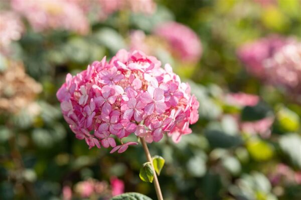 Puishortensia 'Ruby Annabelle' P19 30cm