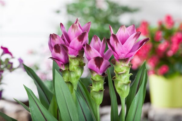 Tulp-kollajuur 'Siam Splash' P15