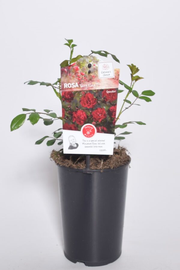 Pinnakatteroos 'Fairy King' P14