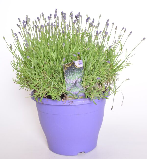 Tähklavendel 'Essence Pure Purple' P32 madalas potis