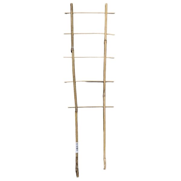 Taimeredel bambus 2 haru 5 astet h60cm