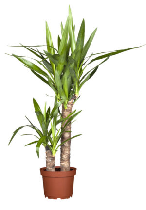 Hiigel-tääkliilia P21 90cm 2tüve