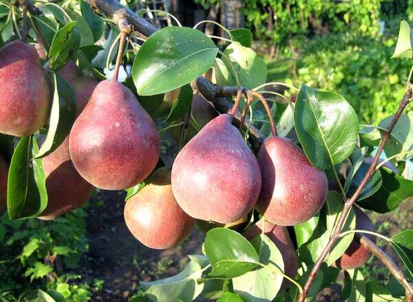 Pirnipuu 'Kadi' P26 100cm Eestis kasvatatud