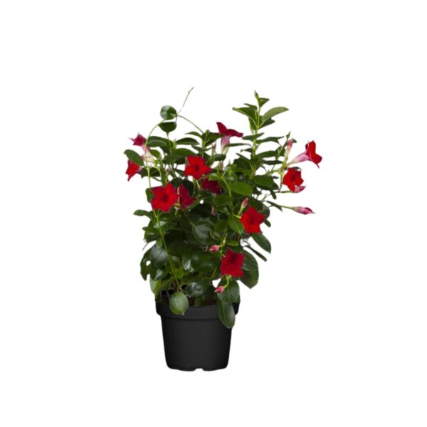 Mandvill 'Bella Red' P26 90cm