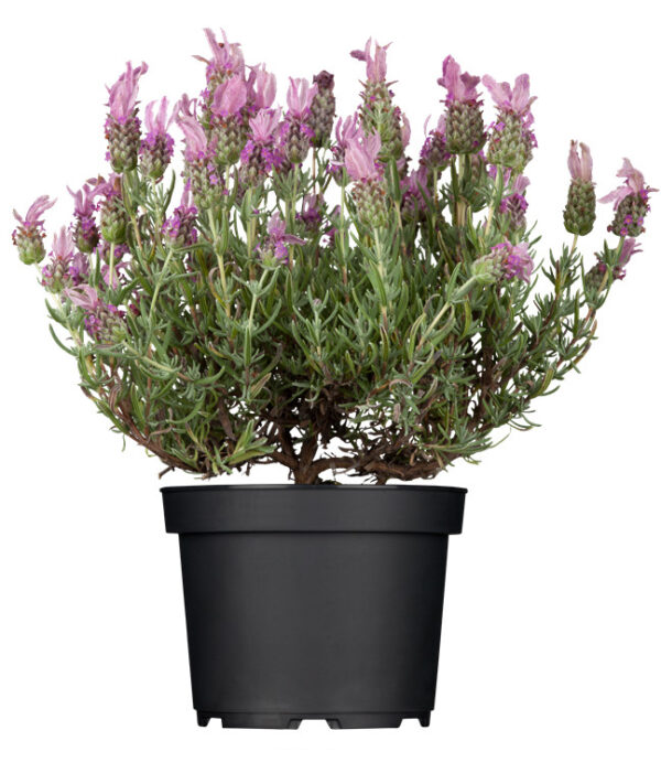 Prantsuse lavendel 'Lusi Pink' P17