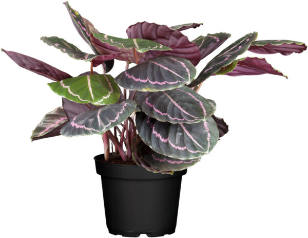 Uhke tiigerlehik 'Dottie' P12