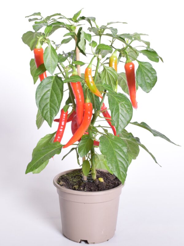 Vürtspaprika Pick&Joy P12