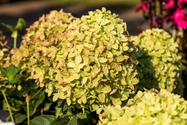 Aedhortensia 'Bee Green' P19 25cm