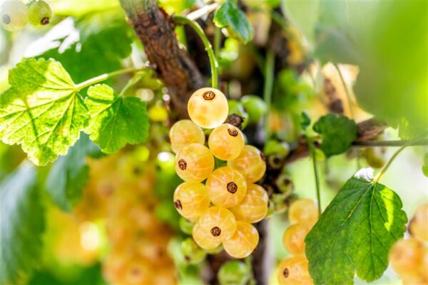 Valge sõstar 'Werdavia' P19