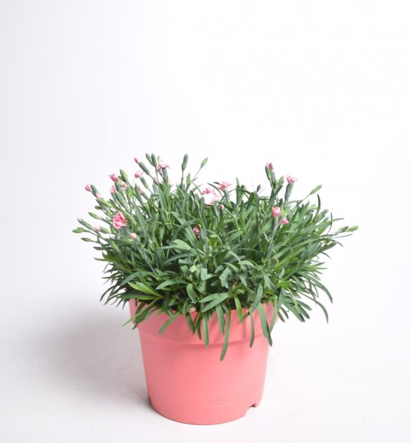 Nelk 'Diantica Peach Party' P19 25cm