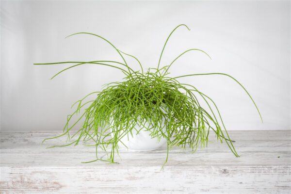 Helmekaktus 'Cashero' P12