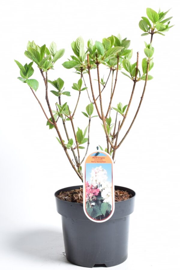 Aedhortensia 'Early Sensation' P19