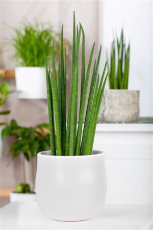 Sau-havisaba ‘Fernwood Mikado’ P19