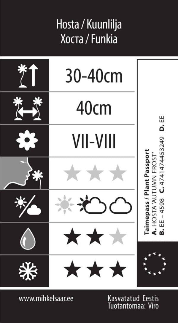 Hosta 'Autumn Frost' P15 Eestis kasvatatud