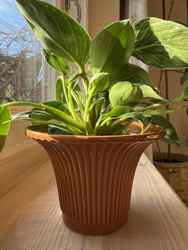 Lillepott Triip Ø24x h16cm pruun