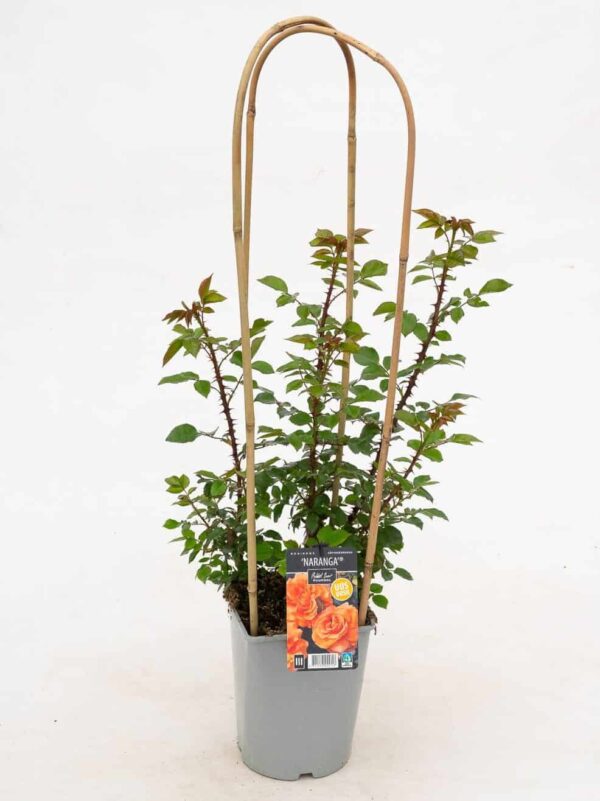 Roniroos 'Naranga' P21 Eestis kasvatatud