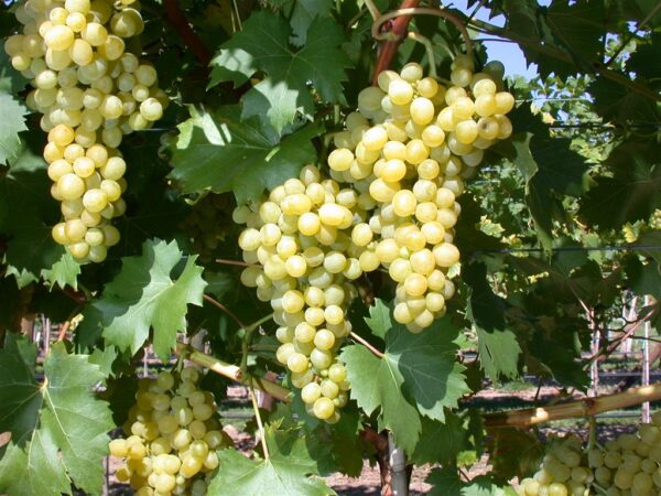 Viinapuu 'Riesling' P15 50cm