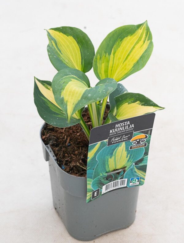 Hosta 'Dream Queen' P14 Eestis kasvatatud