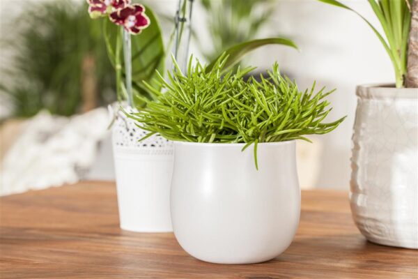 Amburikuurio 'Himalaya' P10,5