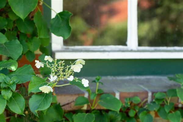 Roniv hortensia P12 20cm