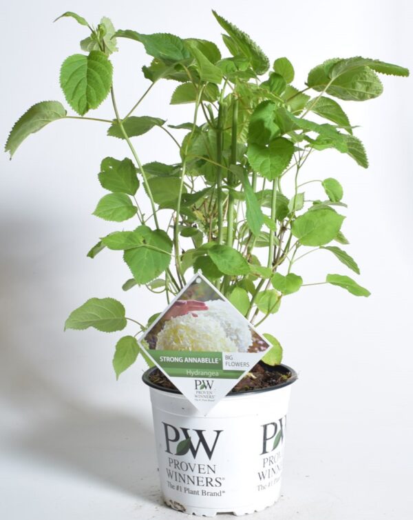 Puishortensia 'Strong Annabelle'/'Incrediball' P23