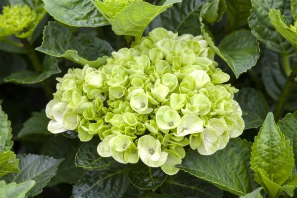 Suurelehine hortensia 'Wudu' P23