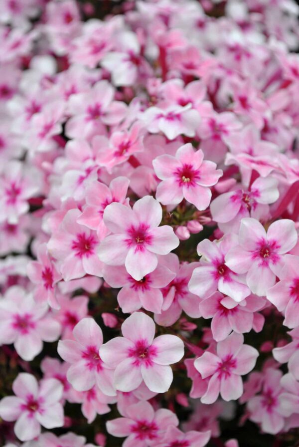 Aed-leeklill 'Early Pink Candy' P17 Eestis kasvatatud