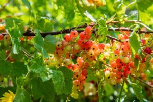 Punane sõstar ‘Rondom’ P16 50cm