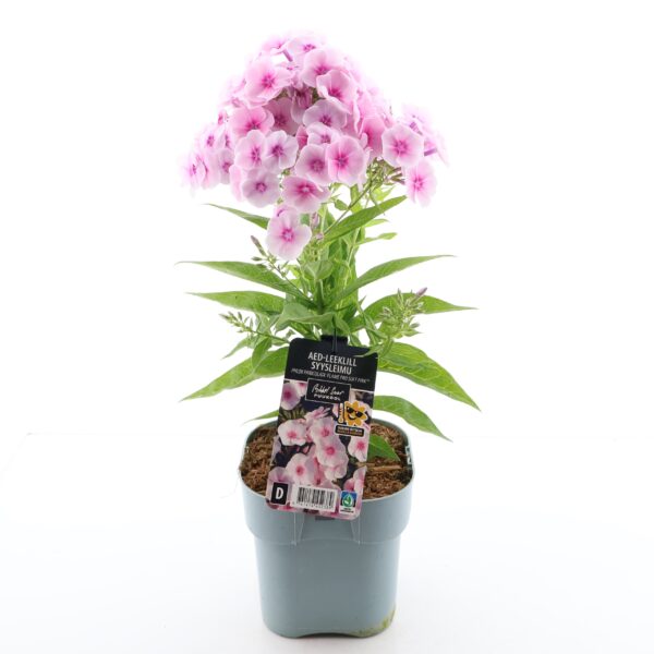 Aed-leeklill 'Flame Pro Soft Pink' P14 Eestis kasvatatud