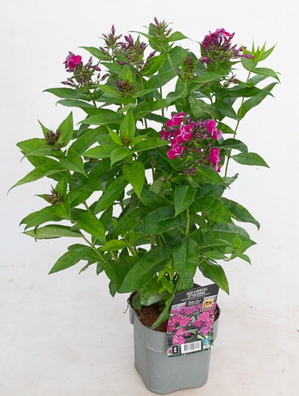 Aed-leeklill 'Bambini Desire'® P17 Eestis kasvatatud