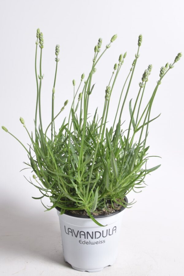 Tähklavendel 'Alba' P12