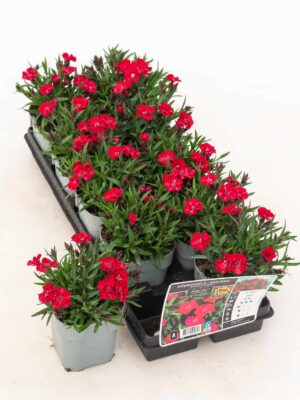 Hübriidnelk ‘Sherise’ P12 Eestis kasvatatud