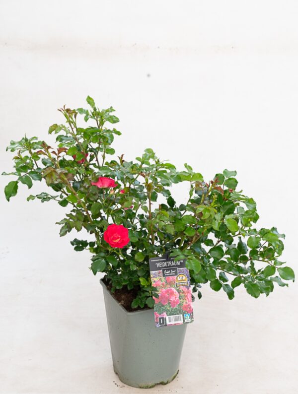 Pinnakatteroos 'Heidetraum'® P21 Eestis kasvatatud