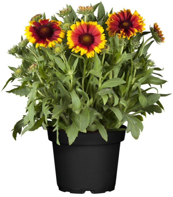 Mõrsjalill 'Gallo Dark Bicolor' P19