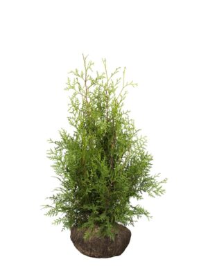 Harilik elupuu ‘Brabant’ 100-120cm mullapalliga