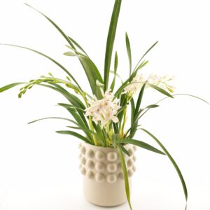 Tsümbiidium P15 3õv