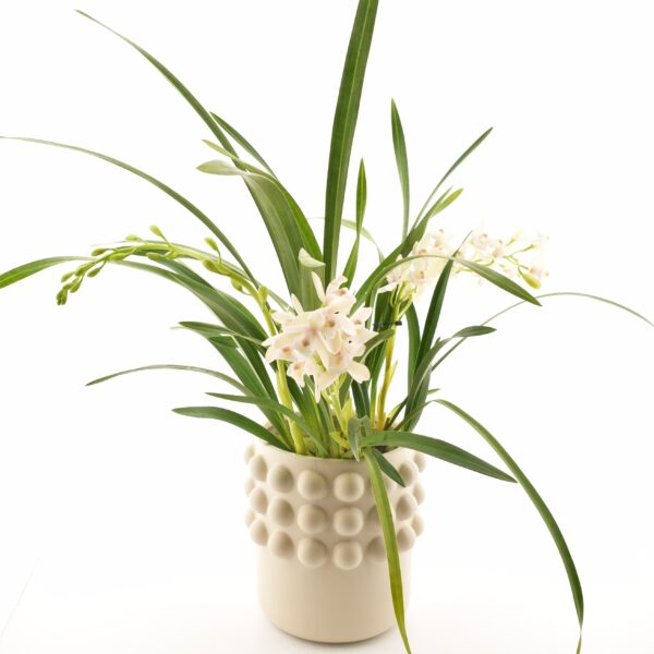 Tsümbiidium P15 3õv