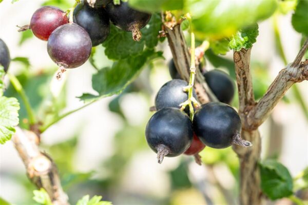 Sõstik 'Josta' P18 (karussõstar) 50cm