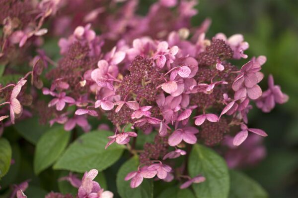 Aedhortensia 'Early Sensation' P19